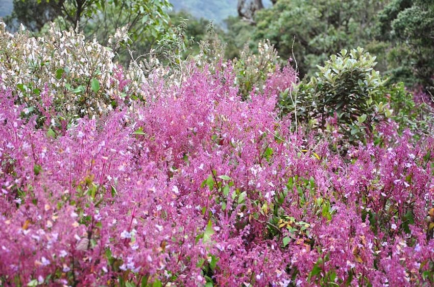 elu Bloom at Horton Plains